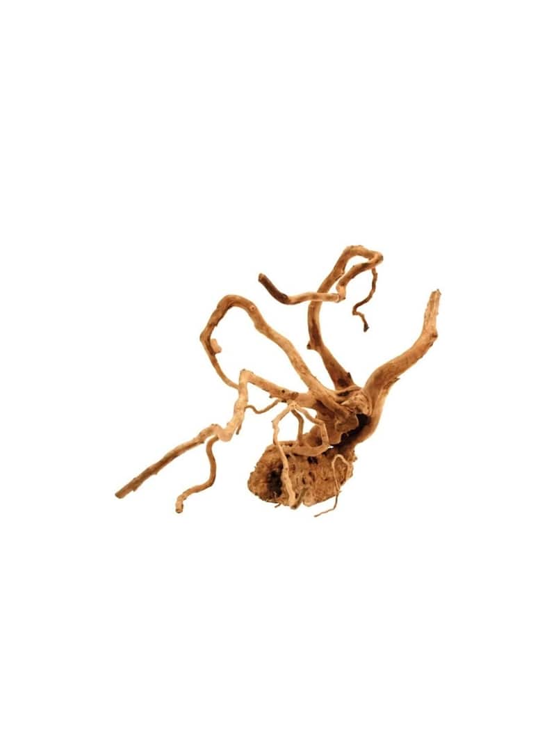 AMTRA MADEIRA RED WOOD - 20-25cm - A8050306