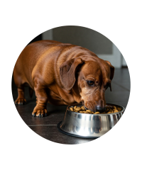 Ração Obesity para Cães | Dietas para Perda de Peso Saudável