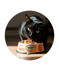 Ração Light para Gatos | Manutenção do Peso Saudável