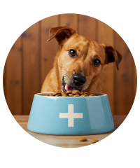 Ração Veterinária para Cão | Pet City