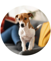 Saúde e Higiene do Cão | Ambiente e Casa | Pet City