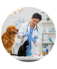 Medicamentos Veterinários para Animais de Estimação | Pet City