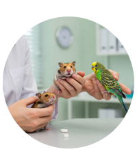 Medicamentos Veterinários para Aves, Roedores, Cavalos e Outros | Pet City