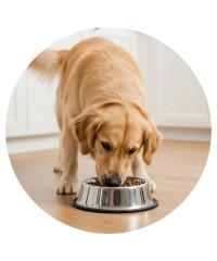 Alimentação Seca para Cães Adultos - Rações Balanceadas e Nutritivas