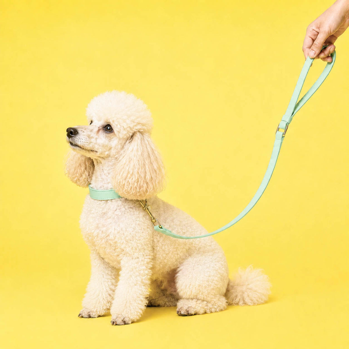 Acessórios para Cães