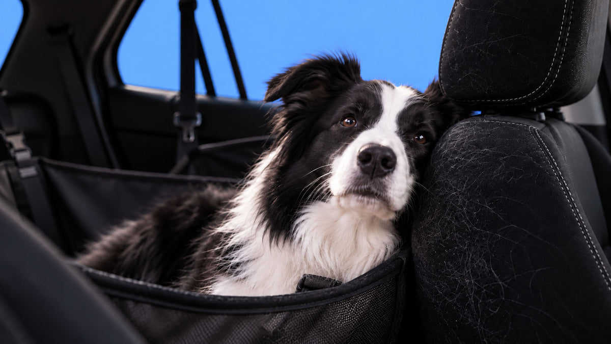 Acessórios de Automóvel para Cão