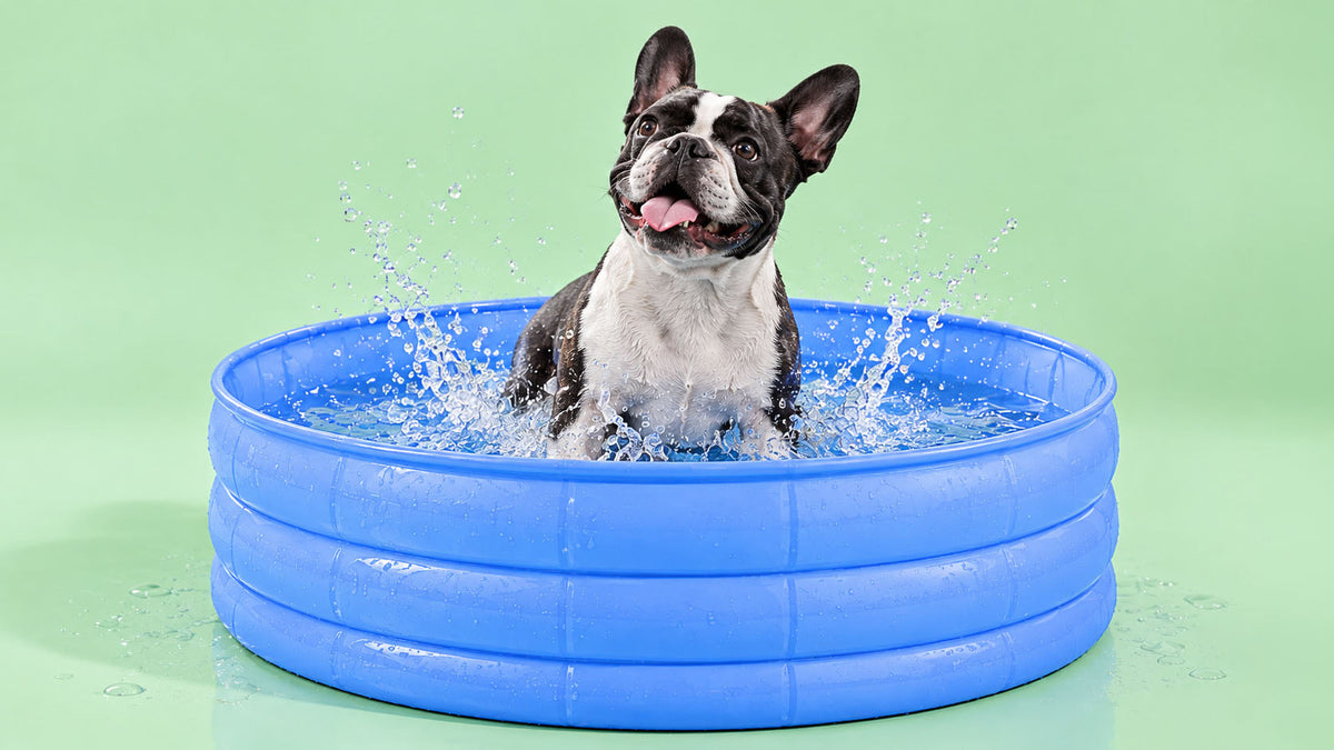 Piscinas para Cão