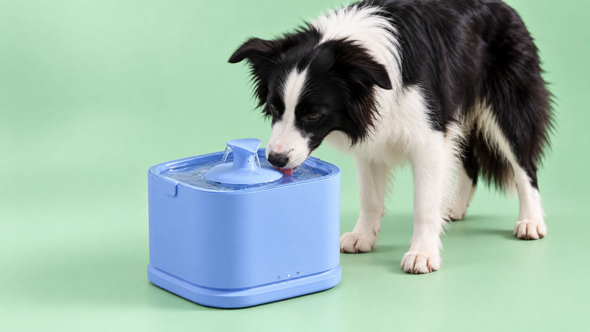 Fontes para Cão
