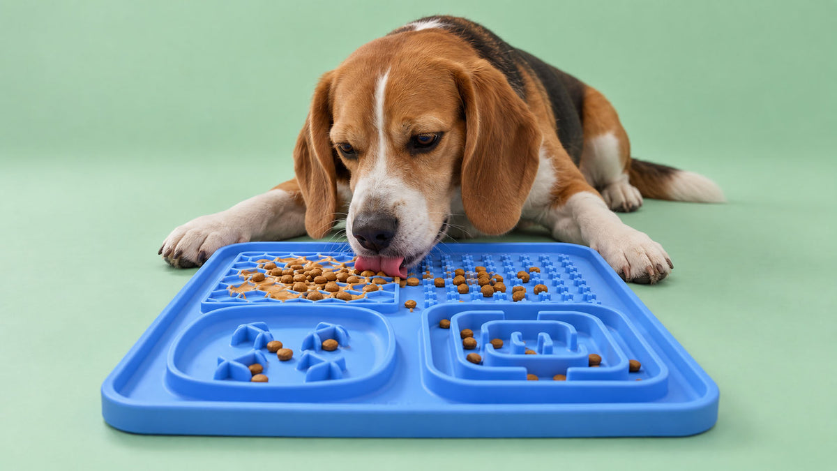 Tabuleiros para Cão