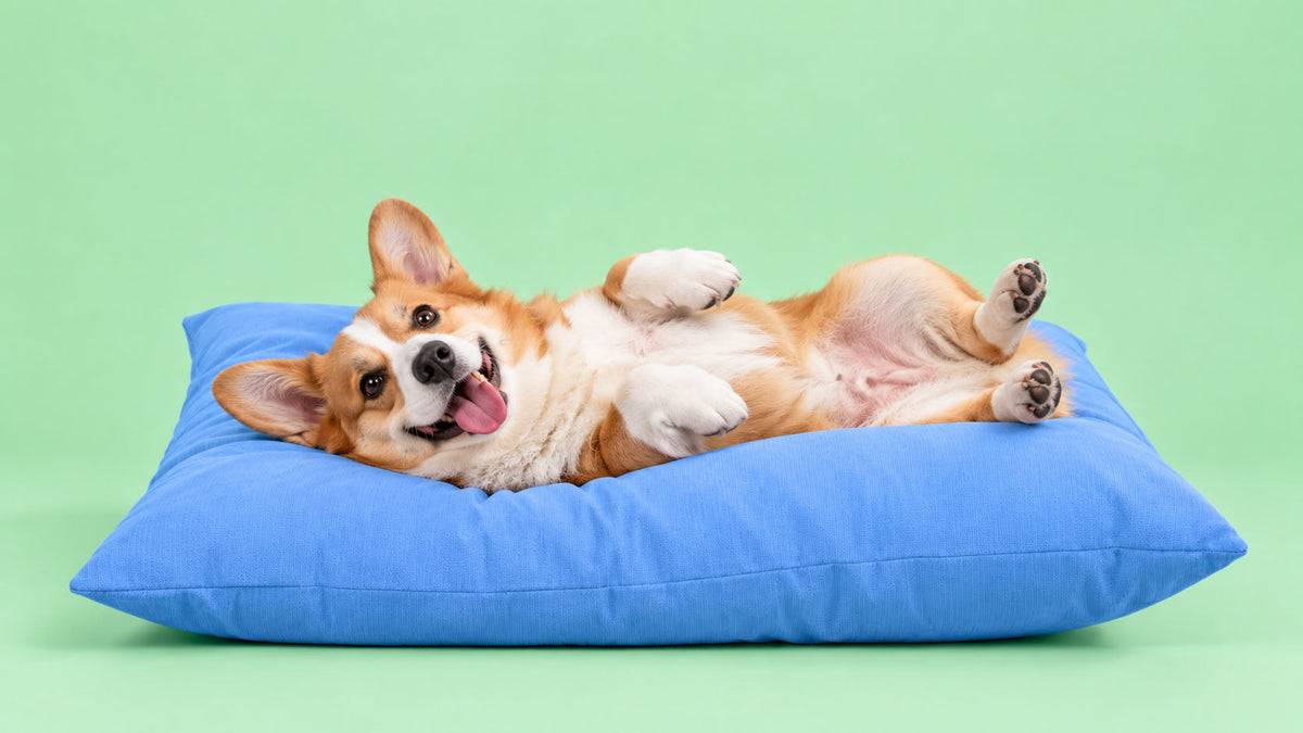 Almofadas para Cão