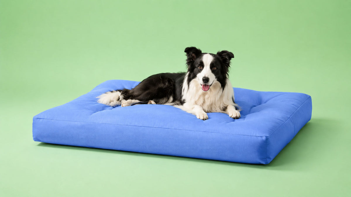 Colchões para Cão