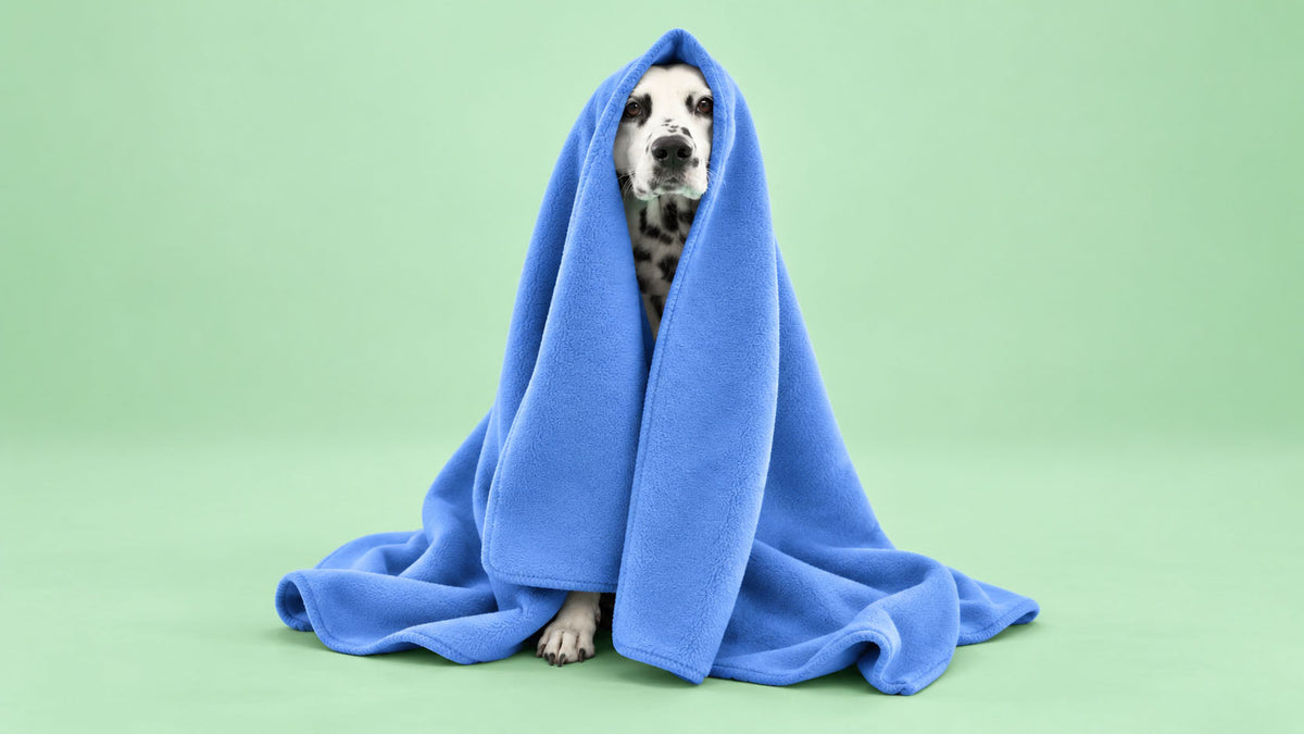 Mantas para Cão