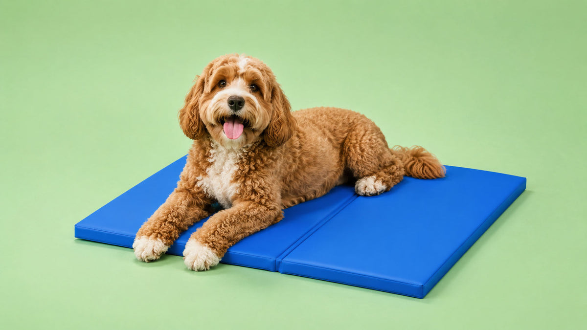 Acessórios Refrescantes para Cão