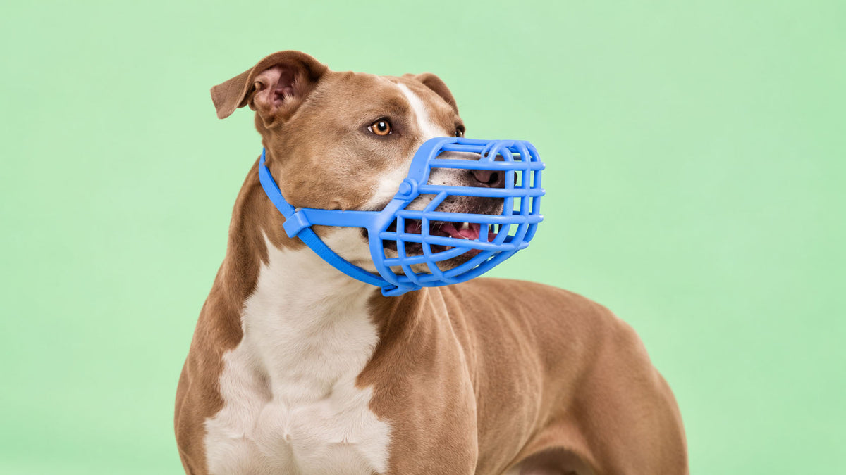 Açaimes para Cão