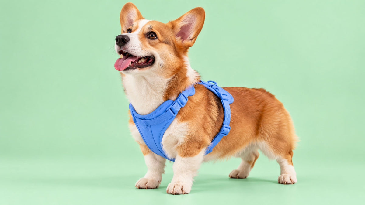 Peitorais para Cão
