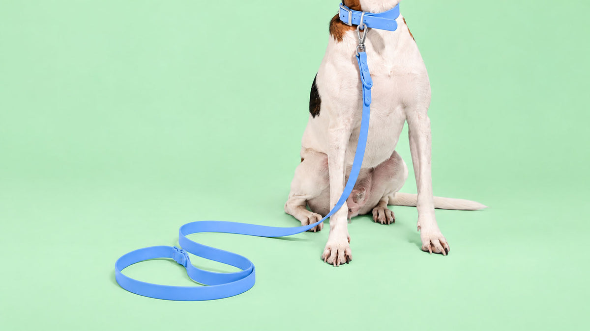 Trelas para Cão