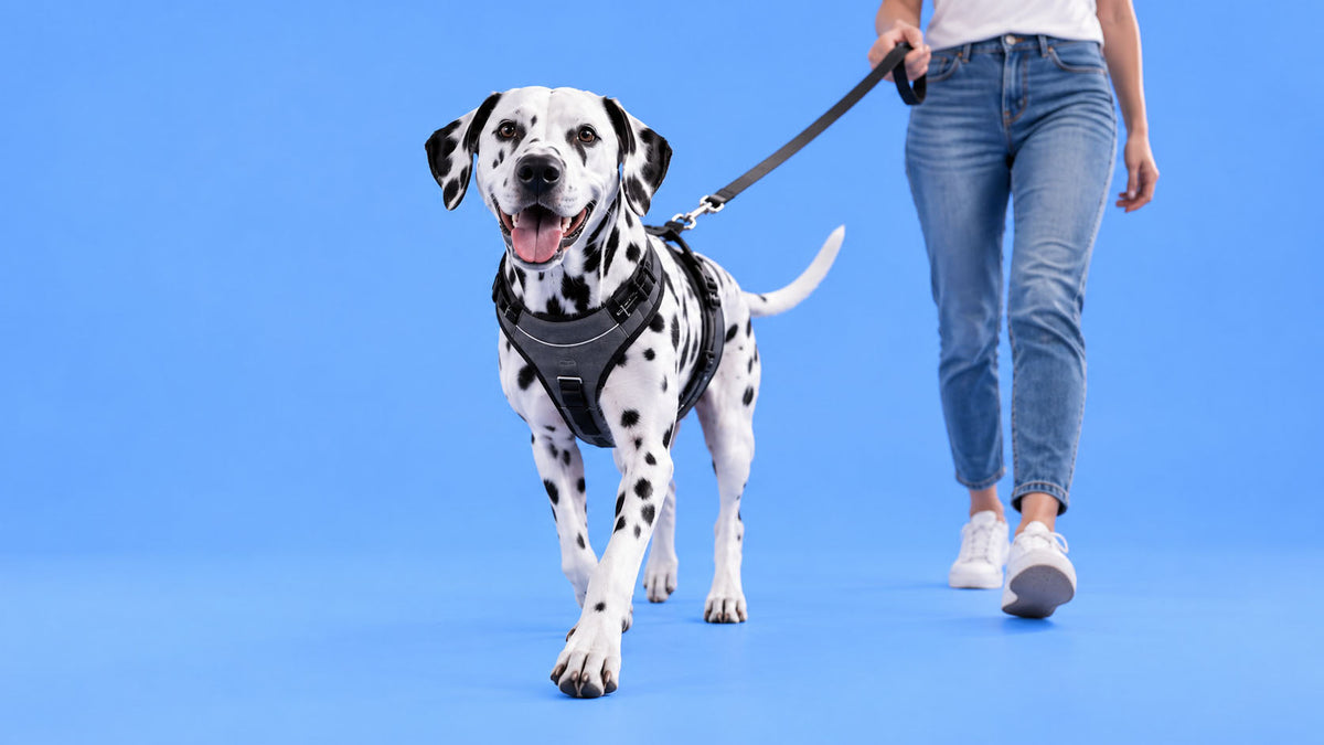 Acessórios de Passeio para Cão