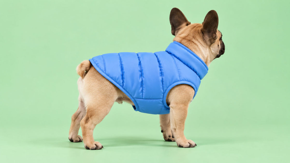 Casacos para Cão