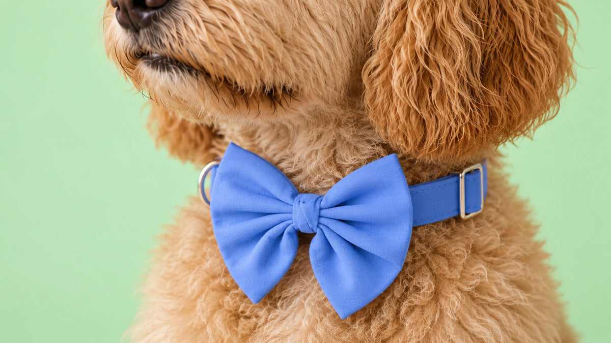 Laços para Cão