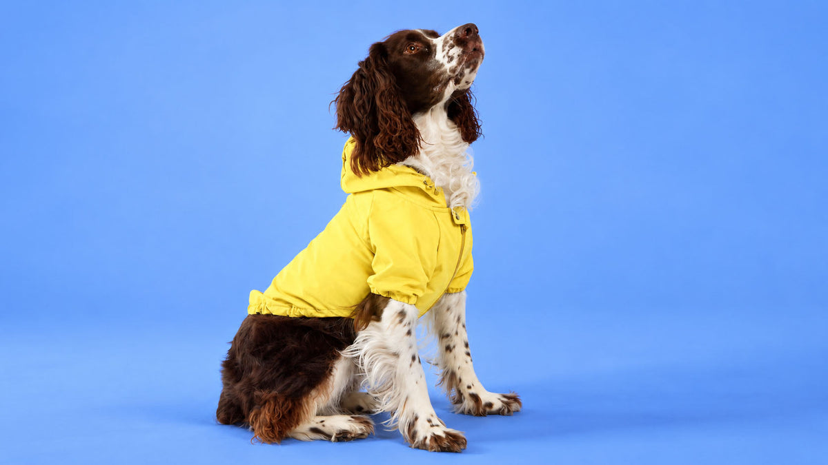 Roupa e Proteção para Cão