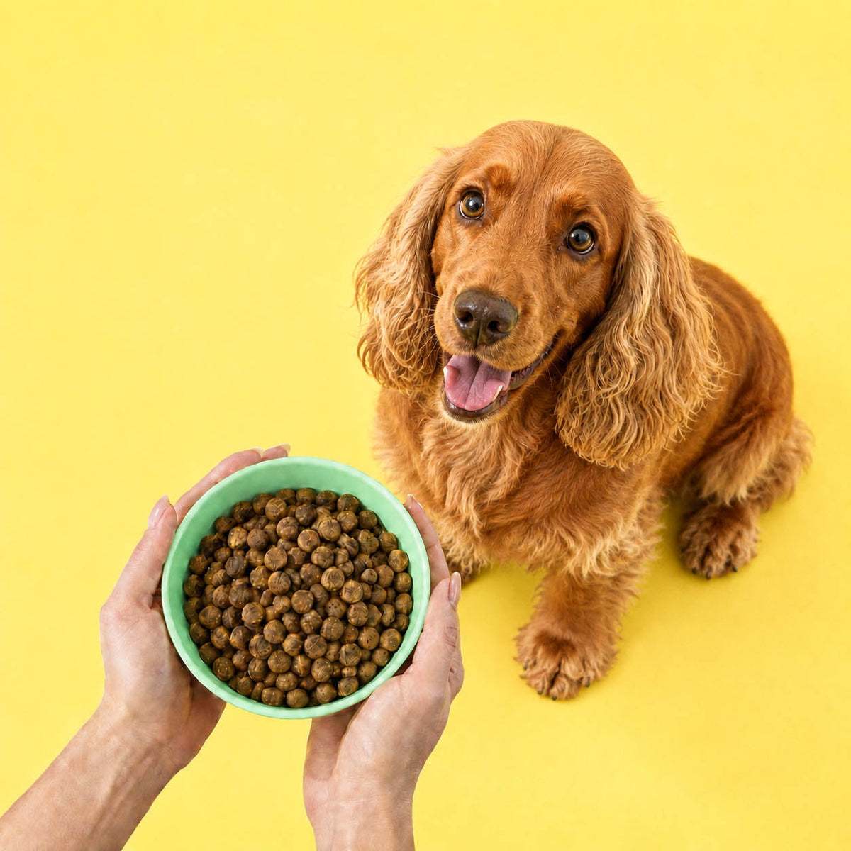 Alimentação para Cães
