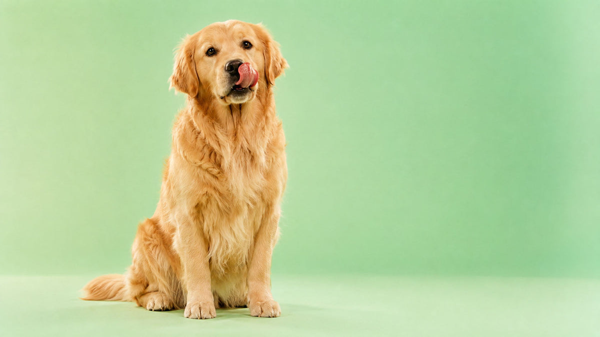 Alimentação para Cão Adulto