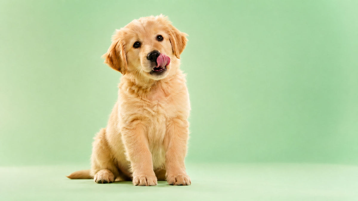 Alimentação para Cão Júnior