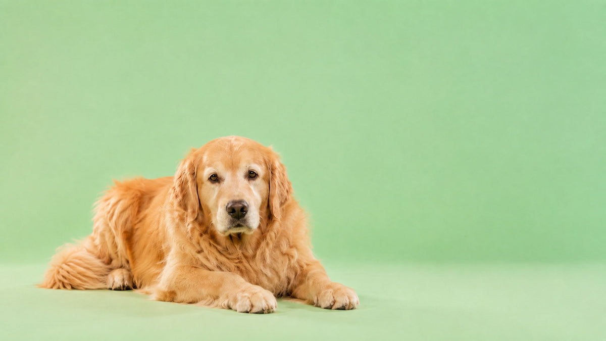 Alimentação para Cão Sénior