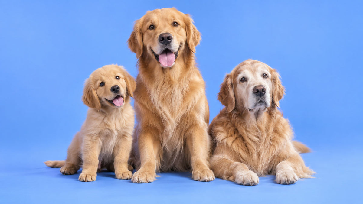 Alimentação por Etapa de Vida de Cão