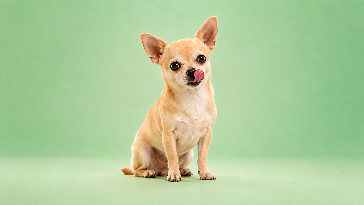 Alimentação para Cão de Porte Pequeno