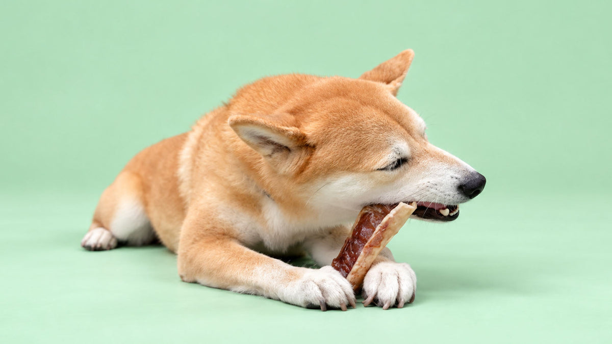 Snacks para Mastigação Prolongada de Cão