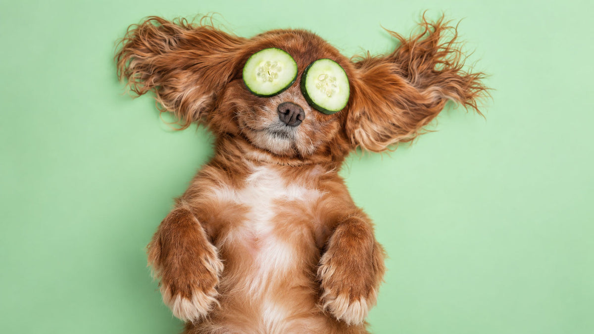 Snacks para Relaxamento de Cão