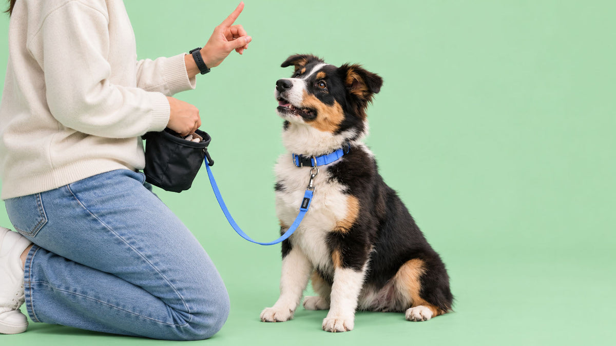 Snacks para Treino e Recompensa de Cão