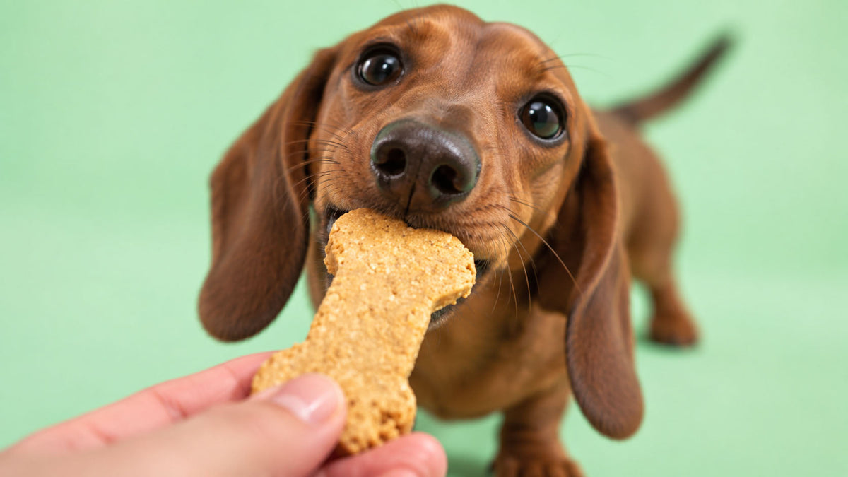 Biscoitos para Cão