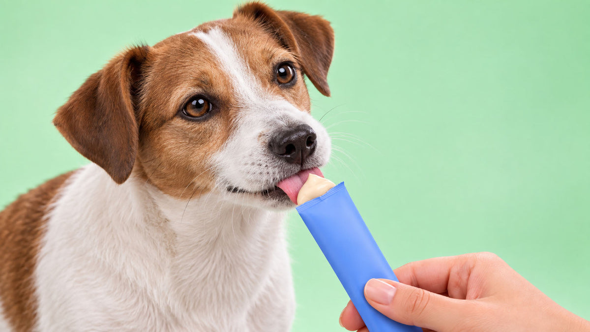 Snacks Cremosos para Cão