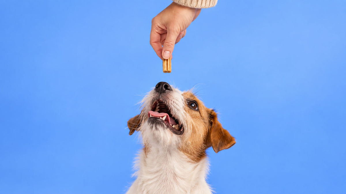 Snacks por Tipo para Cão