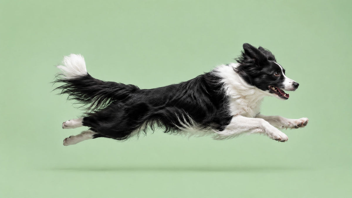 Dietas Veterinárias para Mobilidade de Cão