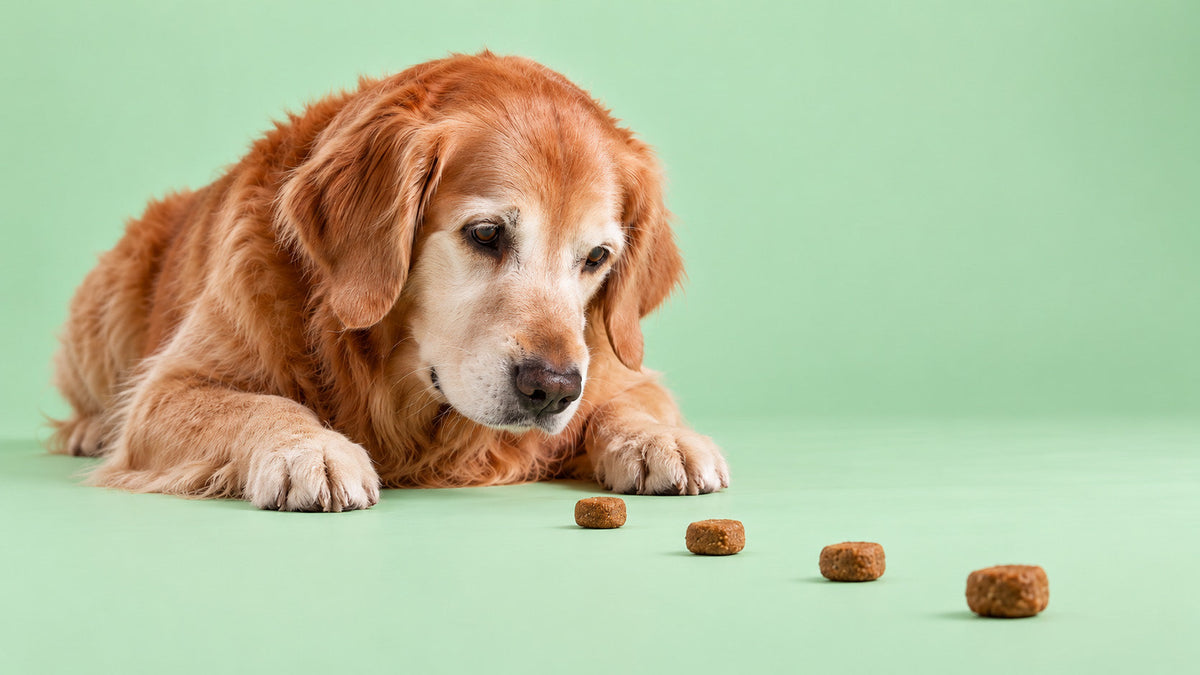 Alimentação Específica Cognitiva para Cão
