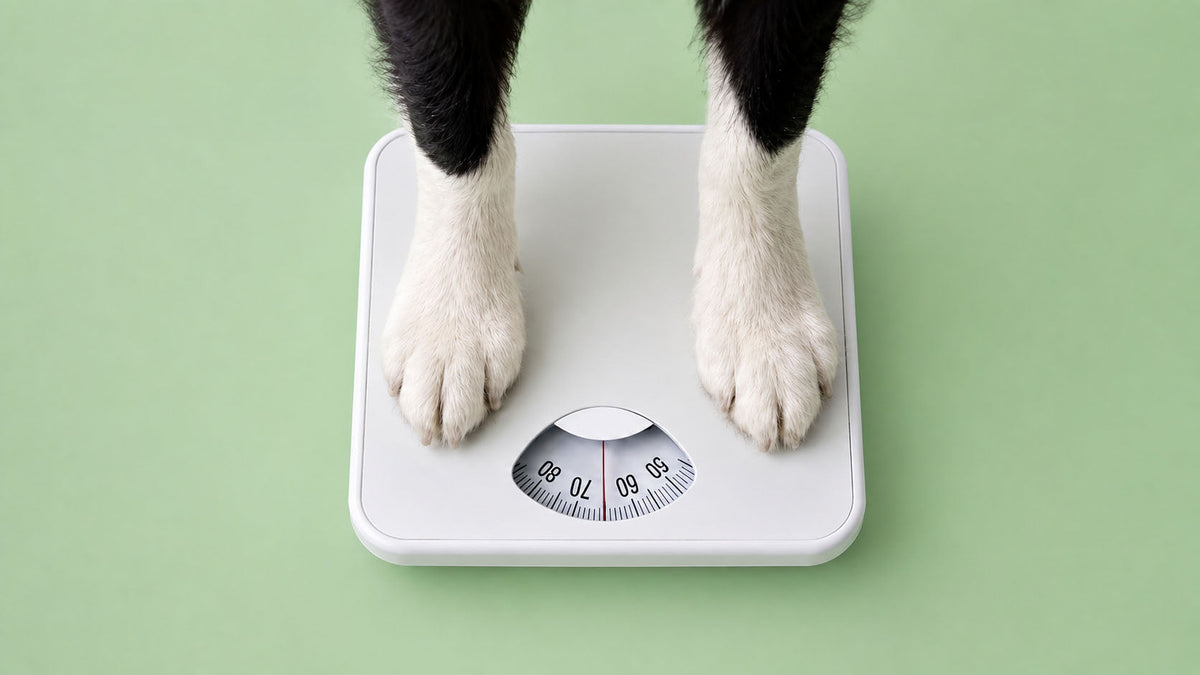 Alimentação Específica para Controlo de Peso de Cão