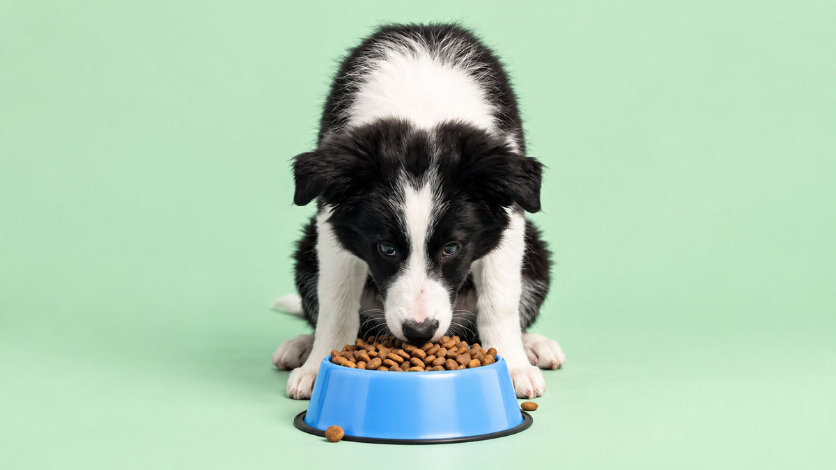 Alimentação Específica Digestiva para Cão