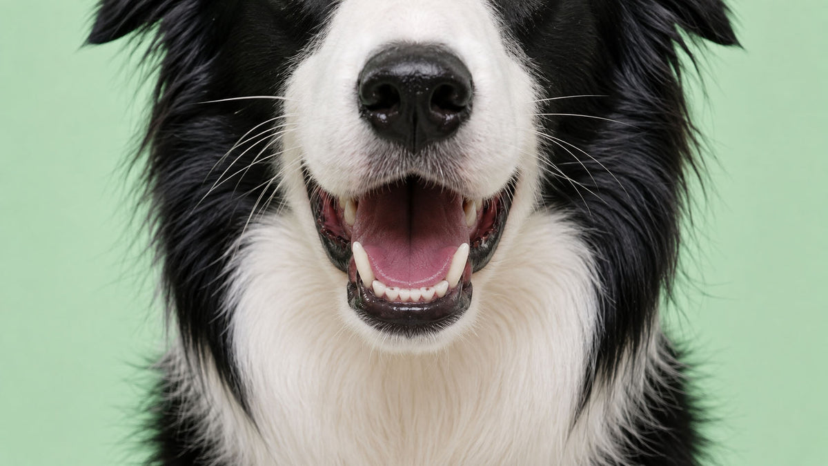 Alimentação Específica Oral para Cão