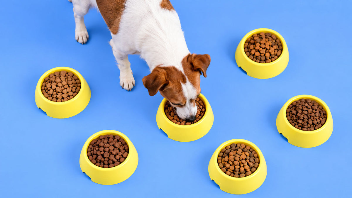 Alimentação de Necessidades Específicas para Cão