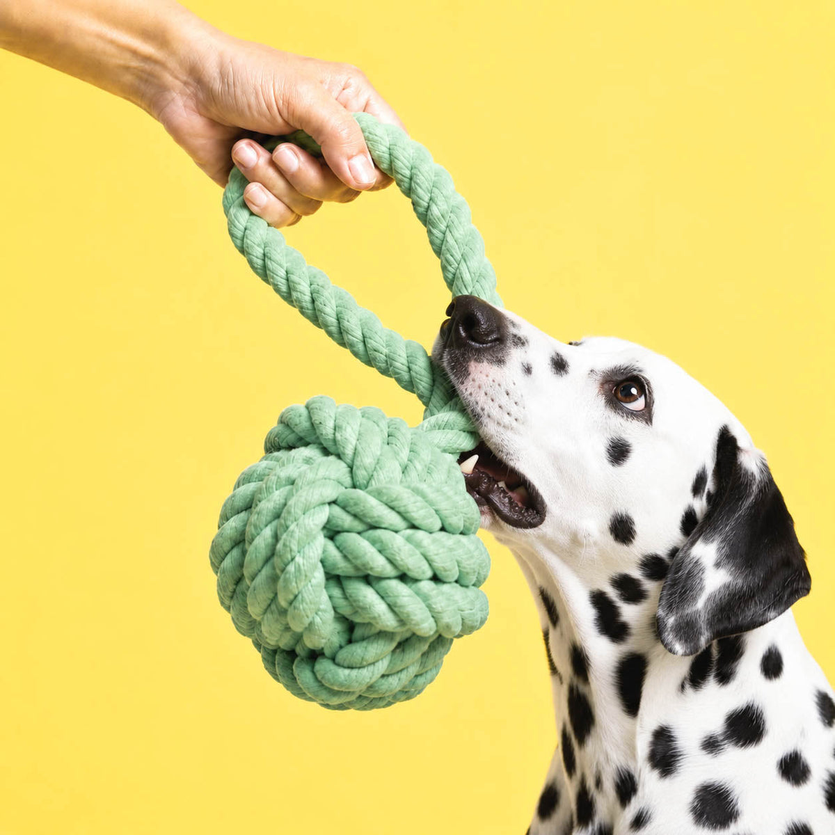 brinquedos para Cães