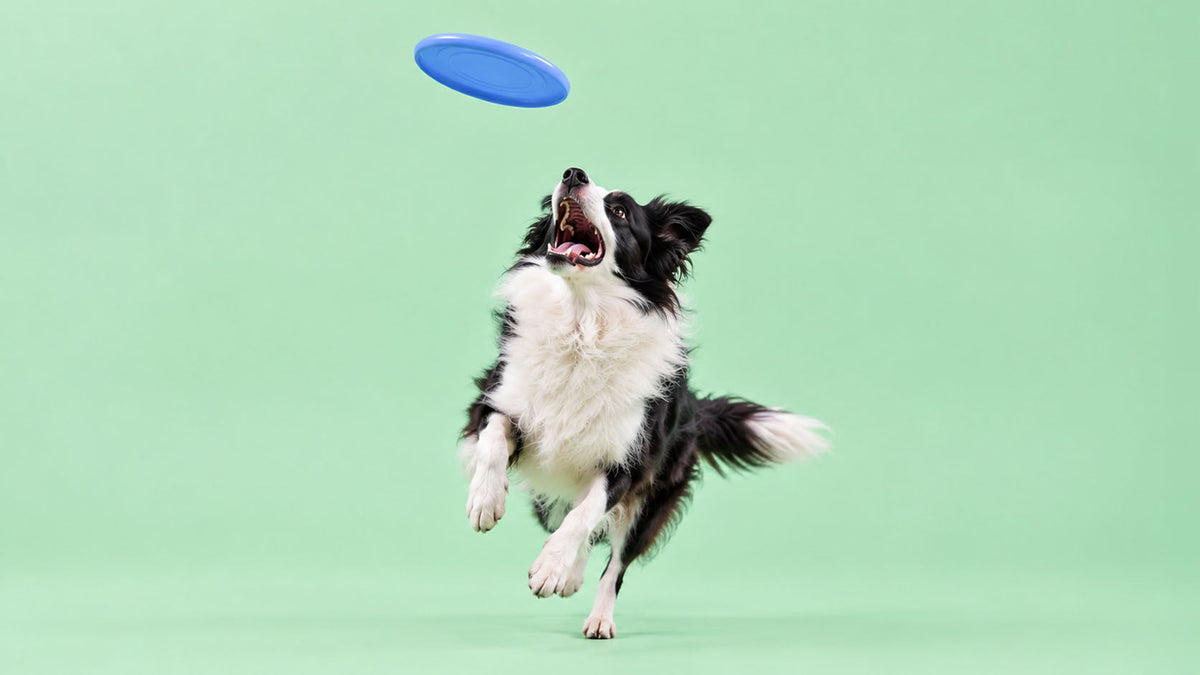 Brinquedos para Buscar e Apanhar para Cão