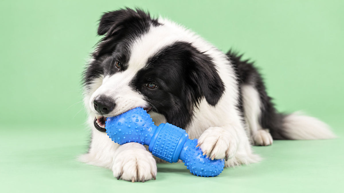 Brinquedos para Mastigação Prolongada de Cão