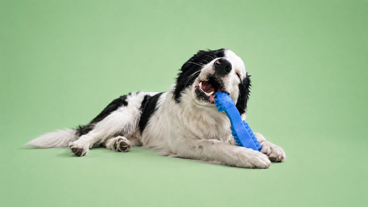 Brinquedos para Morder para Cão