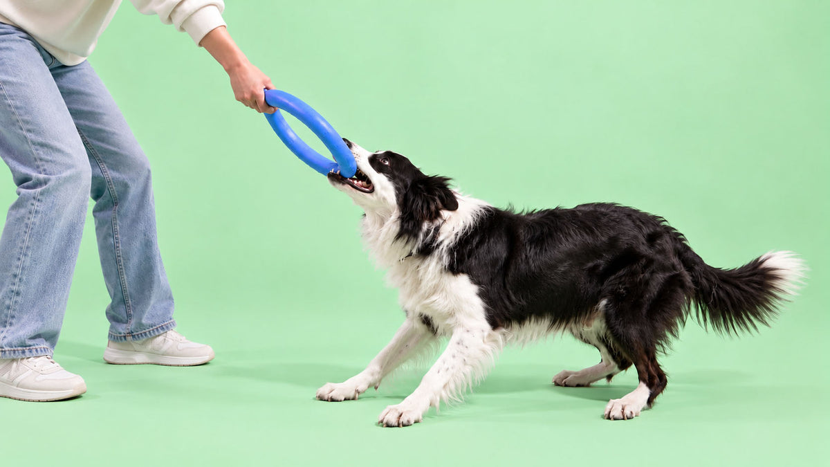 Brinquedos para Treino de Cão