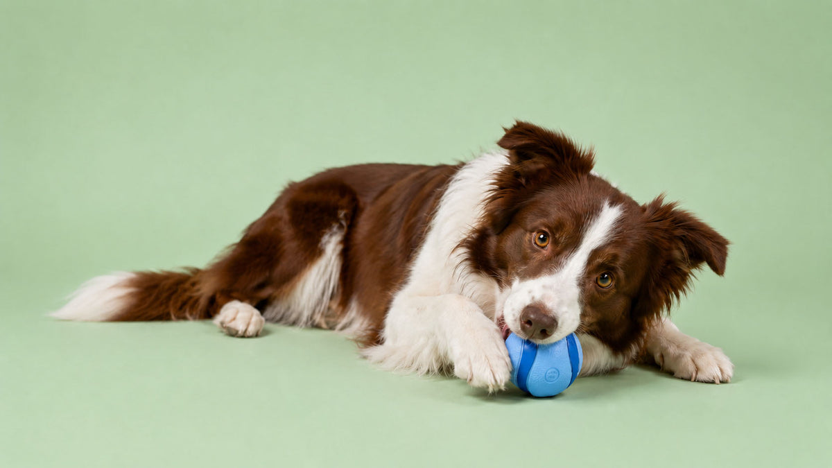 Bolas para Cão