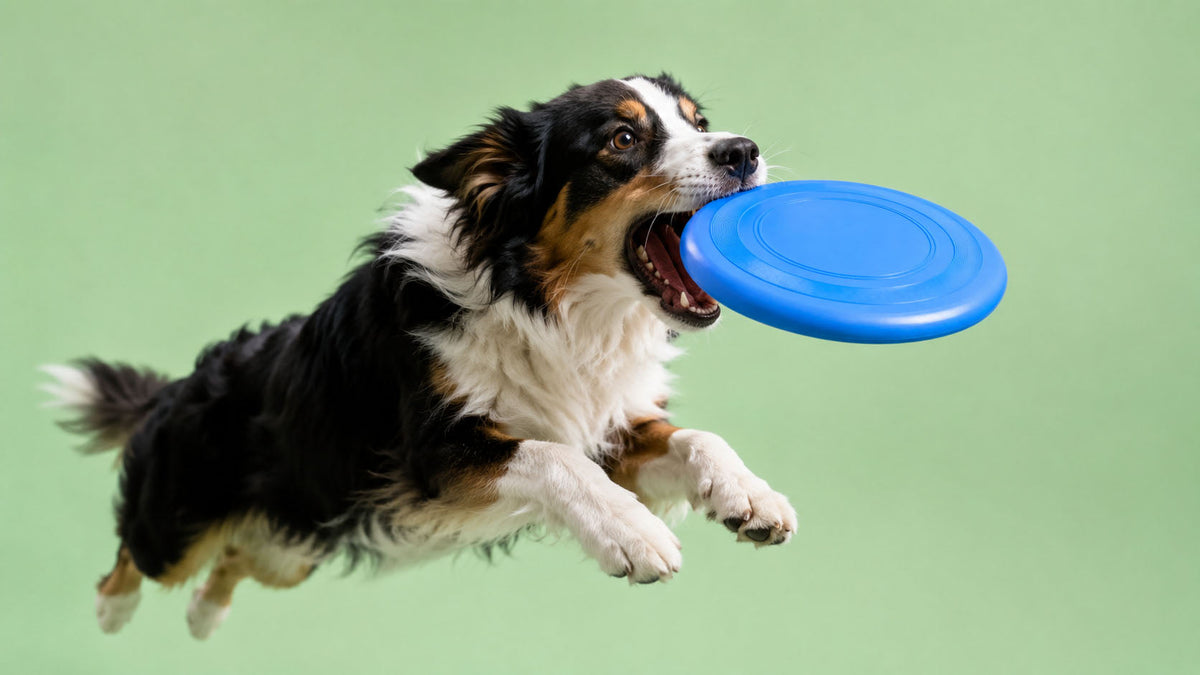 Frisbees para Cão