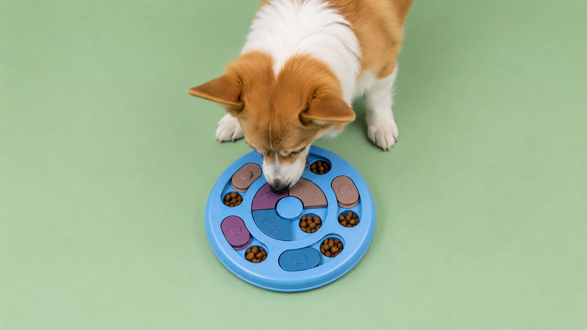 Brinquedos de Inteligência para Cão